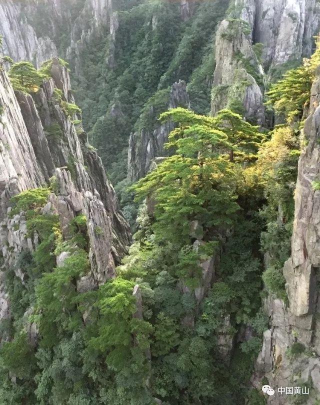 营救森林中的夫妇